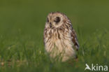 Short-eared Owl (Asio flammeus)