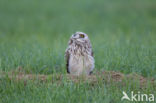 Short-eared Owl (Asio flammeus)