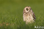 Short-eared Owl (Asio flammeus)