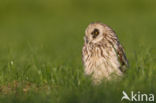 Short-eared Owl (Asio flammeus)