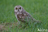 Short-eared Owl (Asio flammeus)