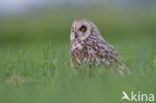 Short-eared Owl (Asio flammeus)