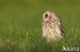 Short-eared Owl (Asio flammeus)