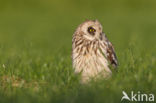 Short-eared Owl (Asio flammeus)
