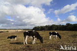 Cow (Bos domesticus)