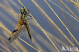 Viervlek (Libellula quadrimaculata)