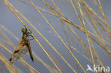 Viervlek (Libellula quadrimaculata)