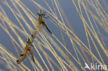 Viervlek (Libellula quadrimaculata)