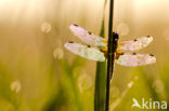 Viervlek (Libellula quadrimaculata)