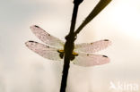 Four-spotted Chaser (Libellula quadrimaculata)