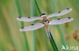 Viervlek (Libellula quadrimaculata)