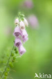 Foxeglove (Digitalis purpurea  Alba )