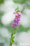 Foxeglove (Digitalis purpurea  Alba )