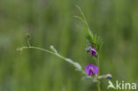 Voederwikke (Vicia sativa)