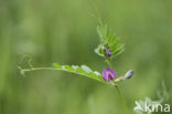 Voederwikke (Vicia sativa)