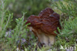 False Morel (Gyromitra esculenta)