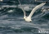 Black-legged Kittiwake (Rissa tridactyla)