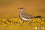 Collared Pratincole (Glareola pratincola)