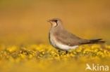 Collared Pratincole (Glareola pratincola)