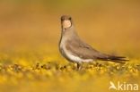 Collared Pratincole (Glareola pratincola)