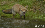 Fox (Vulpes vulpes)