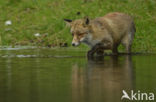 Fox (Vulpes vulpes)