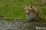 Fox (Vulpes vulpes)