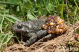 Vroedmeesterpad (Alytes obstetricans)