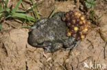 Vroedmeesterpad (Alytes obstetricans)