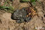 Vroedmeesterpad (Alytes obstetricans)