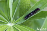 Wachtervlinder (Eupsilia transversa)