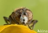 Weidevlekoog (Eristalinus sepulchralis)