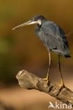 Westelijke Rifreiger (Egretta gularis)