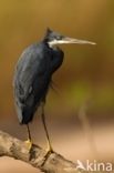 Westelijke Rifreiger (Egretta gularis)