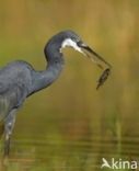 Westelijke Rifreiger (Egretta gularis)