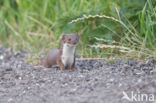 Weasel (Mustela nivalis)