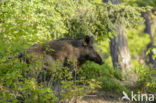 Wild Boar (Sus scrofa)