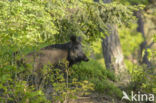 Wild Boar (Sus scrofa)