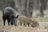 Wild Boar (Sus scrofa)