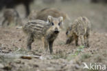 Wild Boar (Sus scrofa)