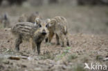 Wild Boar (Sus scrofa)