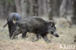 Wild Boar (Sus scrofa)