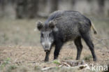 Wild Boar (Sus scrofa)