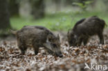 Wild Boar (Sus scrofa)