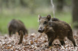 Wild Boar (Sus scrofa)