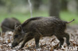 Wild Boar (Sus scrofa)