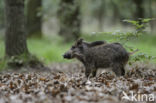 Wild Boar (Sus scrofa)