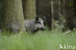 Wild Boar (Sus scrofa)