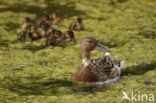 Wilde Eend (Anas platyrhynchos)