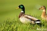 Mallard